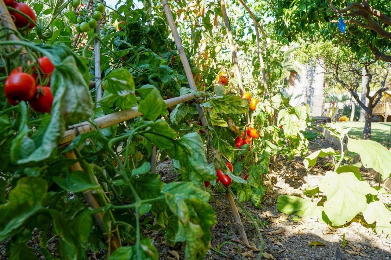 Villa Caterina - Solemar Sicilia เชฟาลู ภายนอก รูปภาพ